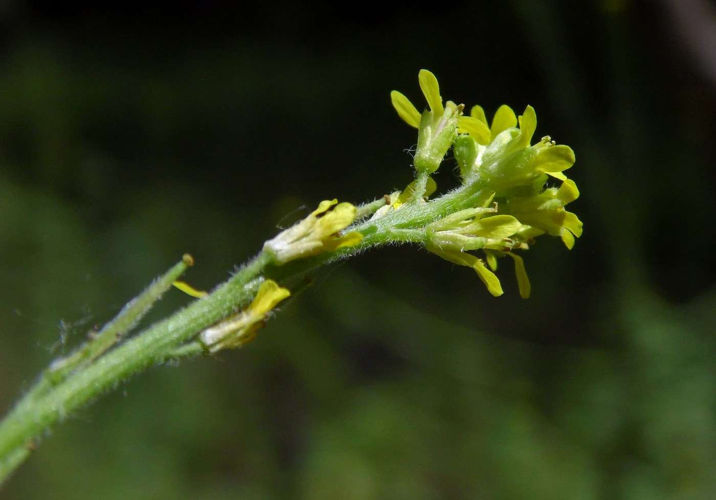 Image of Sisymbrium officinale specimen.