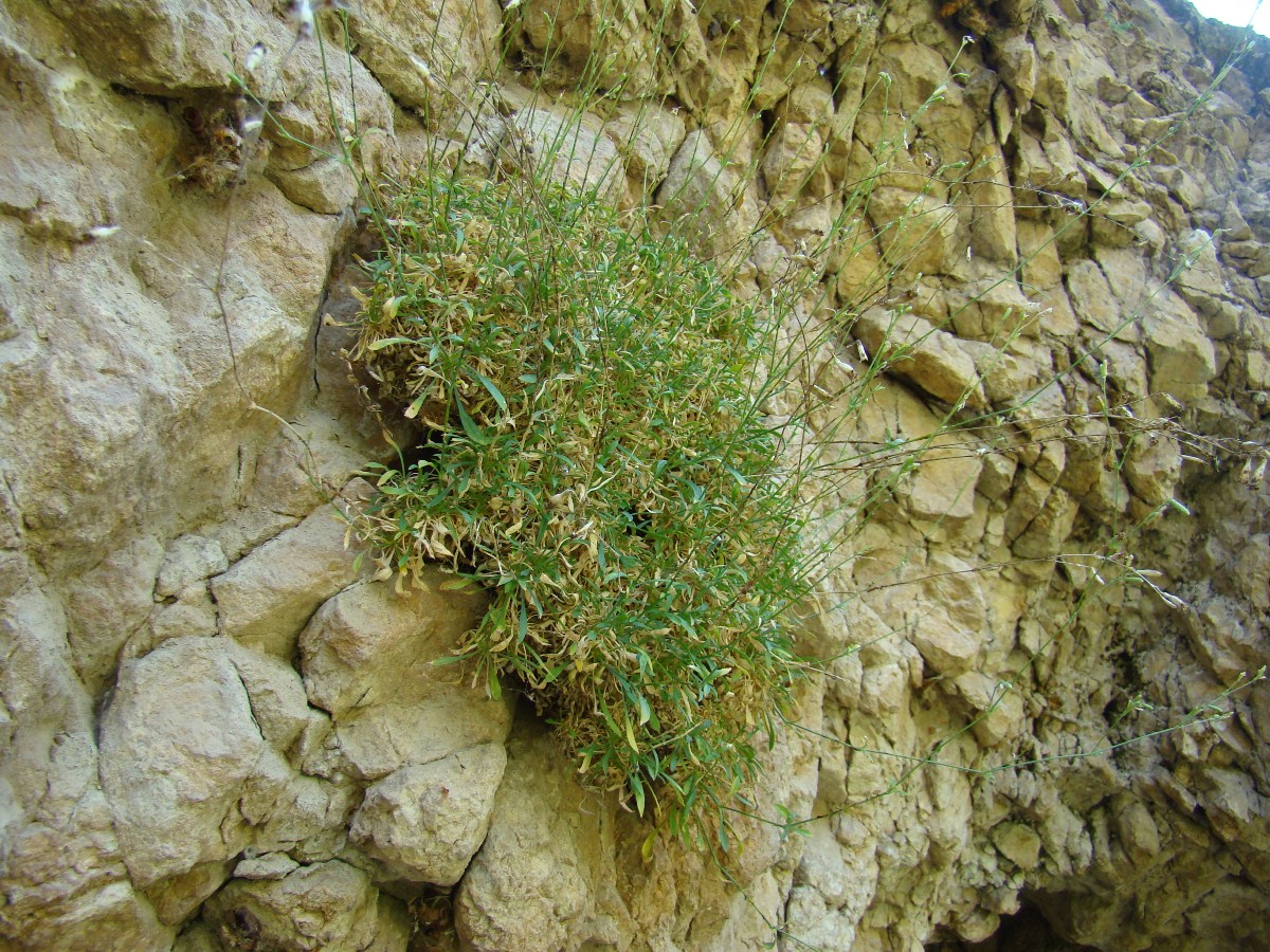 Изображение особи Silene neoladyginae.