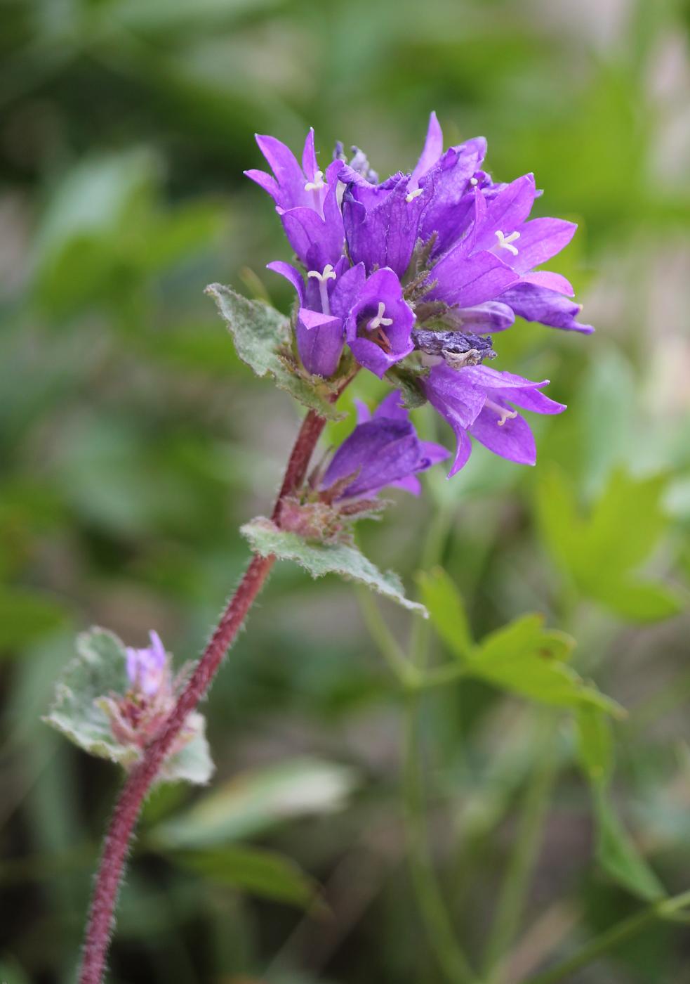 Image of Campanula glomerata specimen.