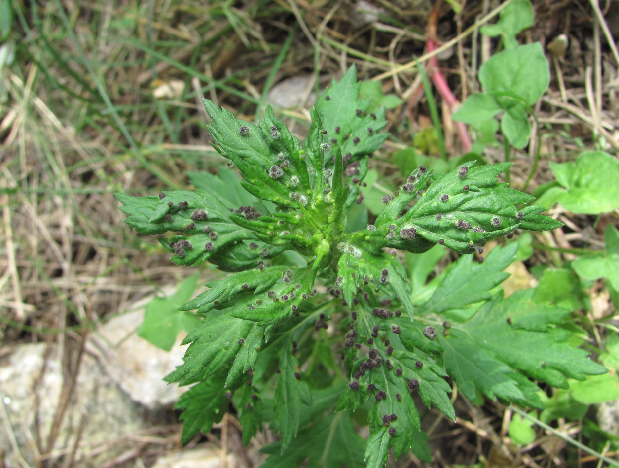 Изображение особи Artemisia vulgaris.