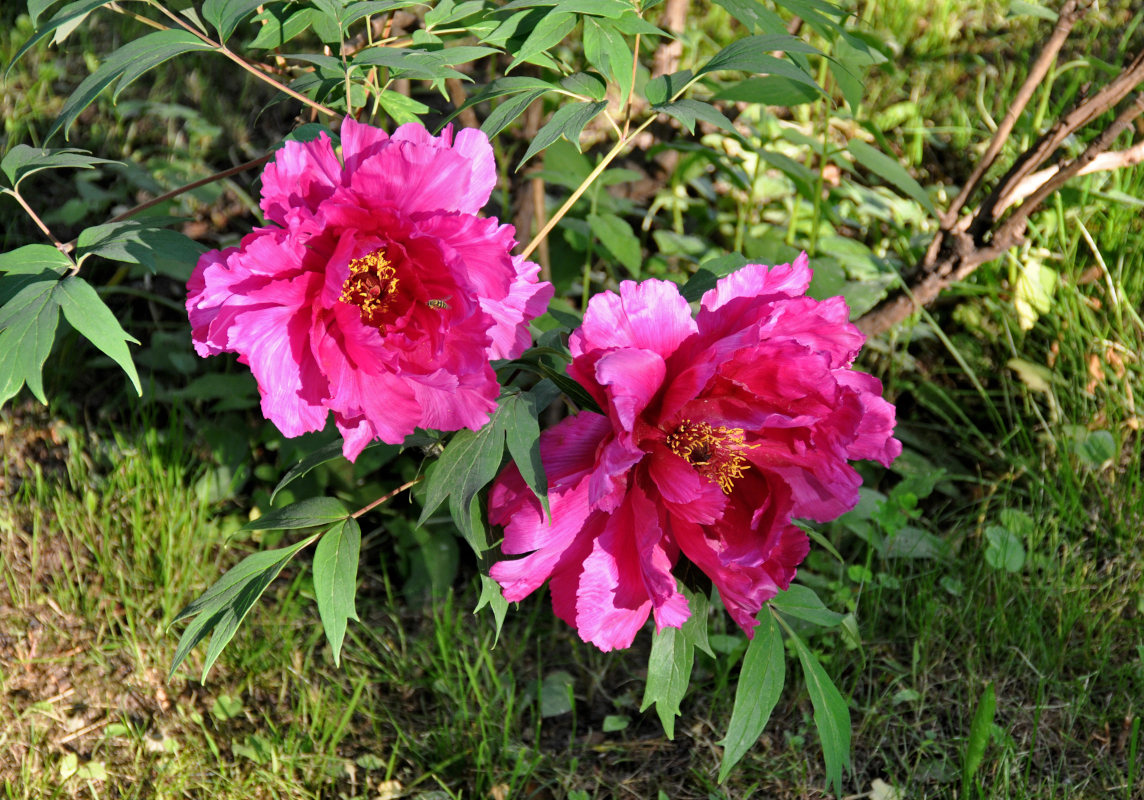 Image of Paeonia suffruticosa specimen.