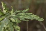 род Senecio