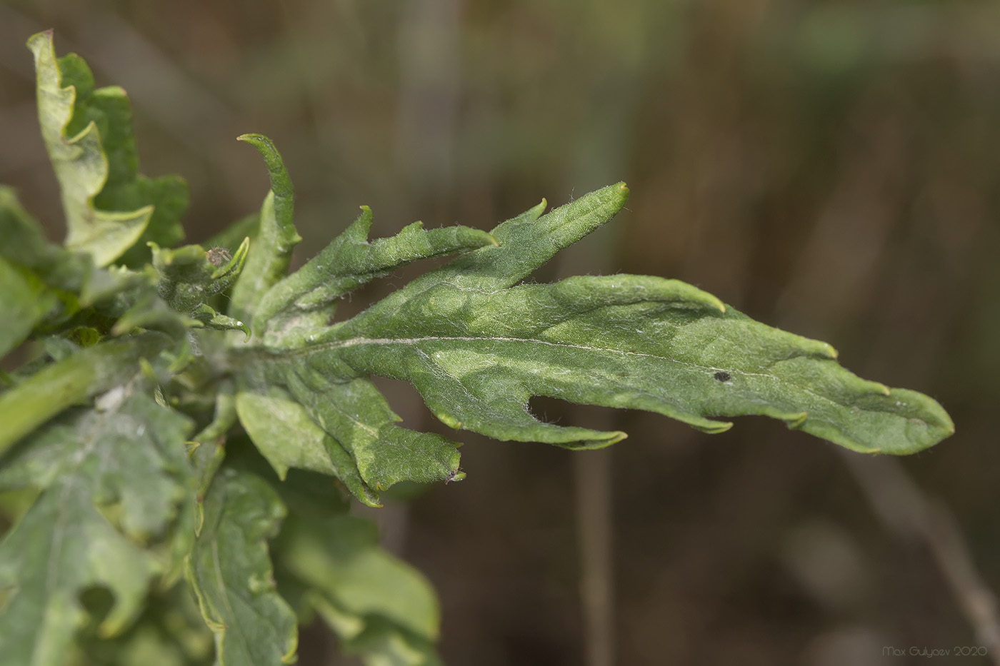 Image of genus Senecio specimen.