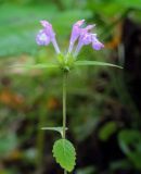 Galeopsis ladanum. Верхушка цветущего растения. Пермский край, Оханский р-н, Тулумбаихинское сельское поселение, Кунчурихинский бор, опушка в смешанном лесу. 14.08.2020.