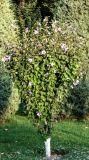 Hibiscus syriacus