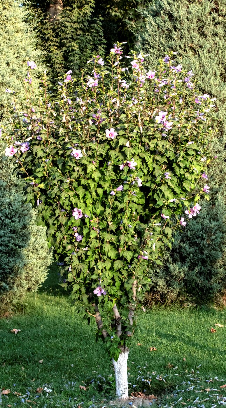 Image of Hibiscus syriacus specimen.