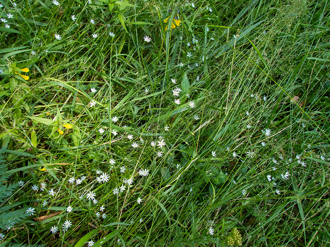 Изображение особи Stellaria graminea.