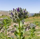 Linum hypericifolium. Верхушка побега с соцветием в бутонах. Адыгея, Кавказский биосферный заповедник, Абадзешский перевал, ≈ 2000 м н.у.м., субальпийский луг на месте поздно растаявшего большого снежника. 31.08.2019.