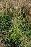 Persicaria hydropiper