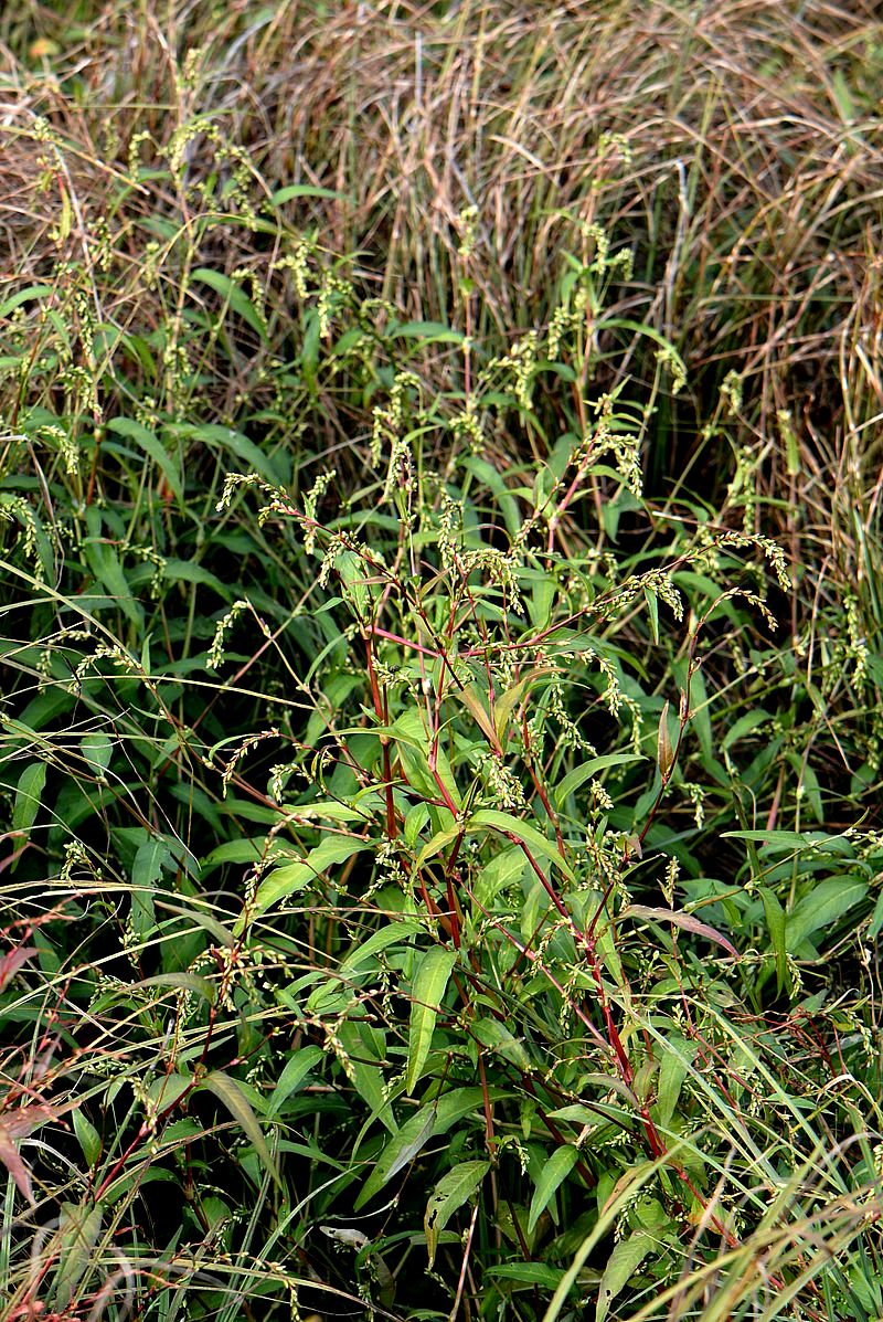 Image of Persicaria hydropiper specimen.