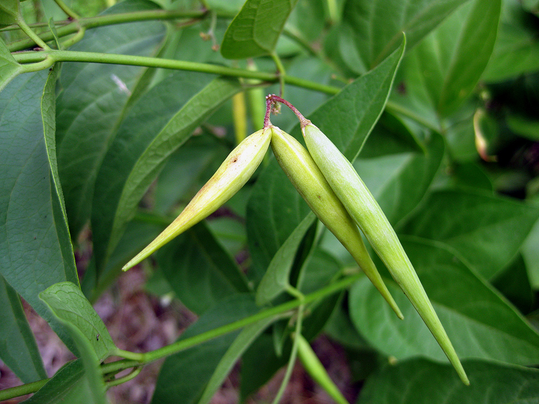 Image of Vincetoxicum hirundinaria specimen.