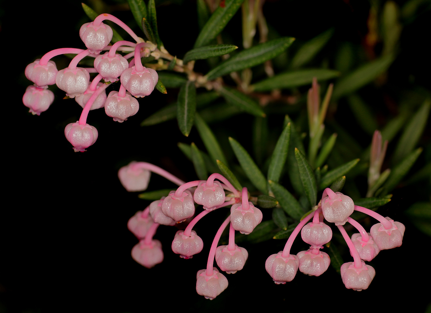 Изображение особи Andromeda polifolia.