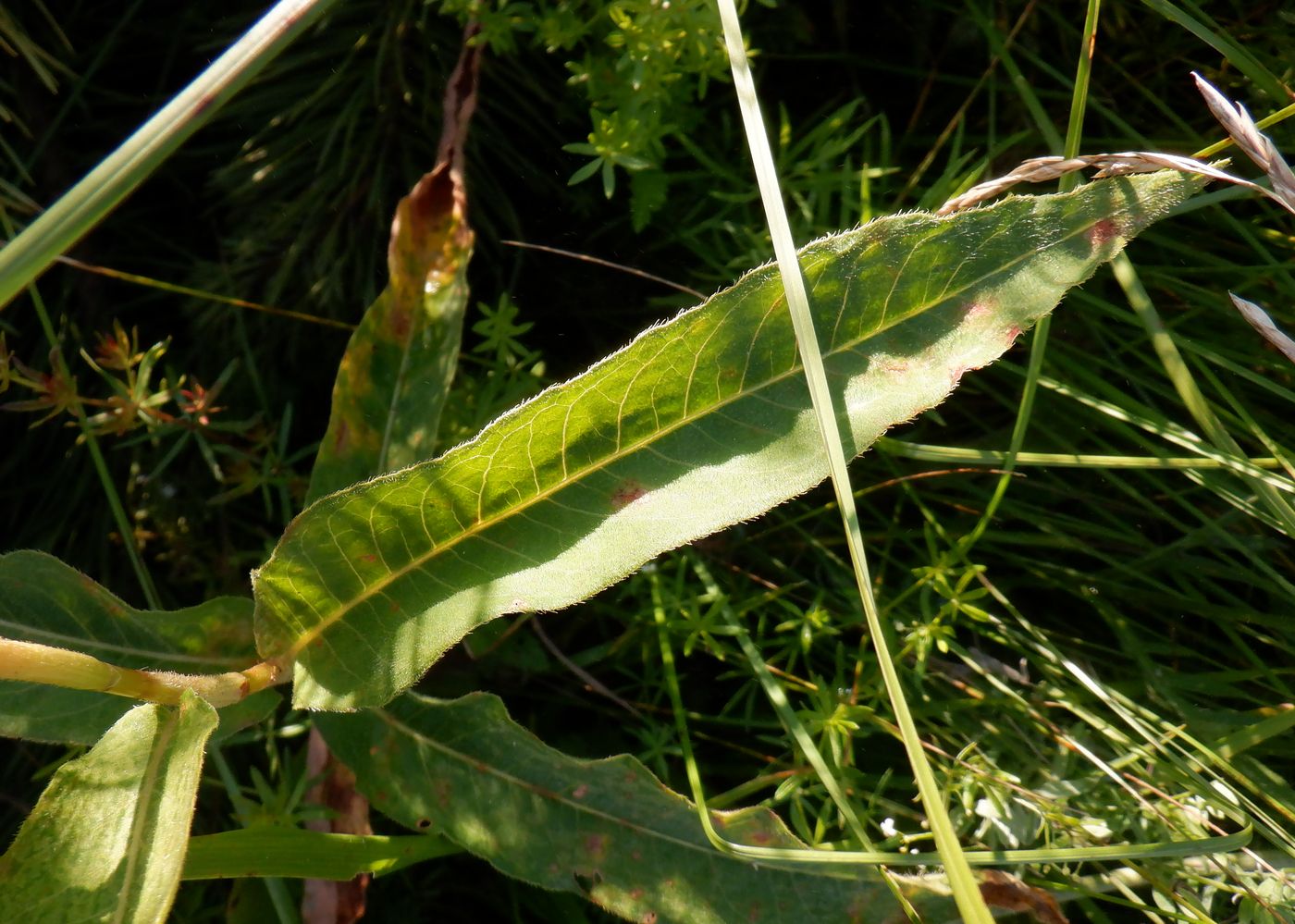 Изображение особи Persicaria amphibia.