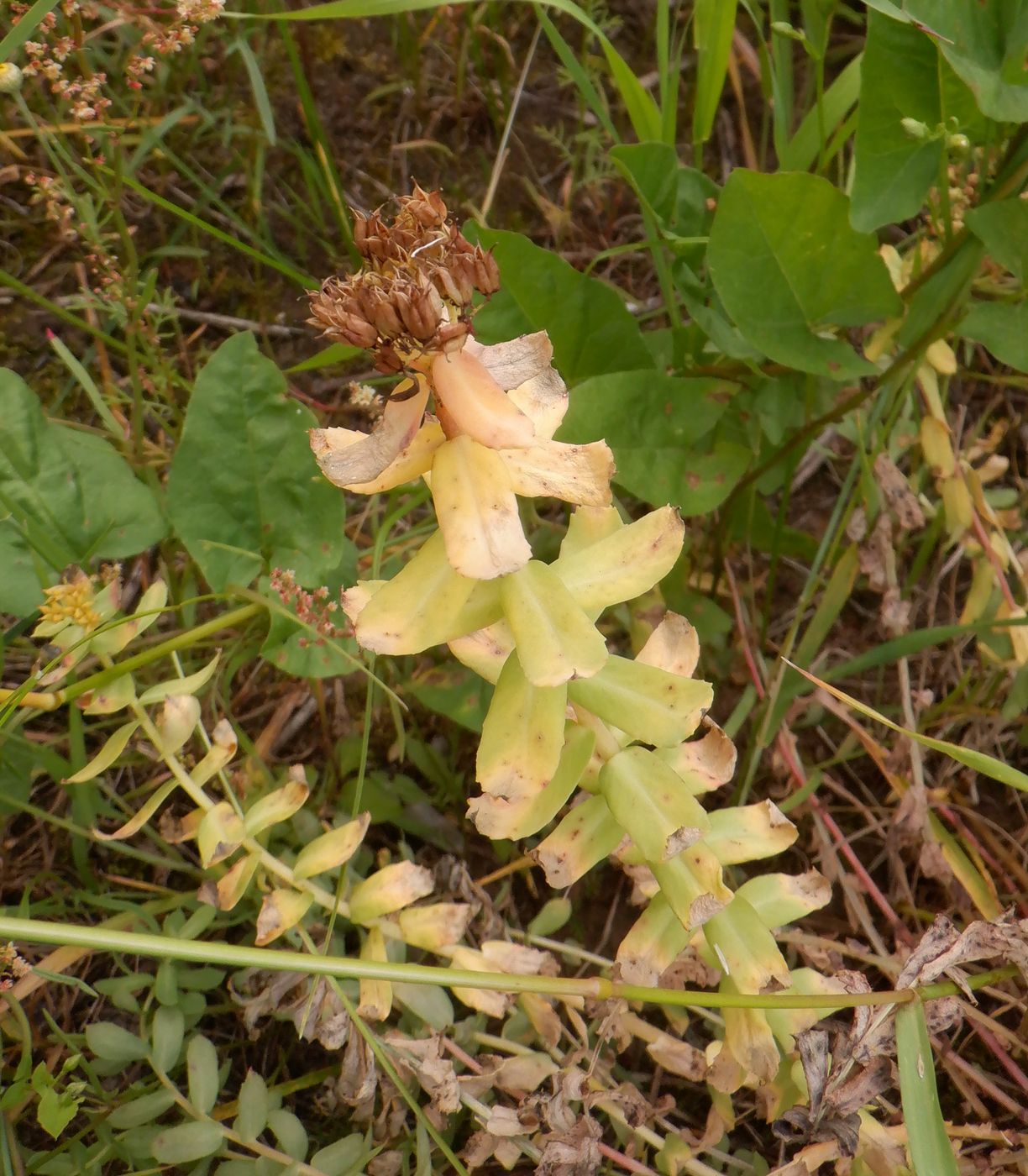 Image of Rhodiola rosea specimen.