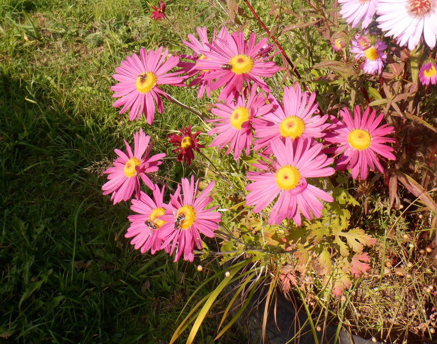 Image of Chrysanthemum indicum specimen.