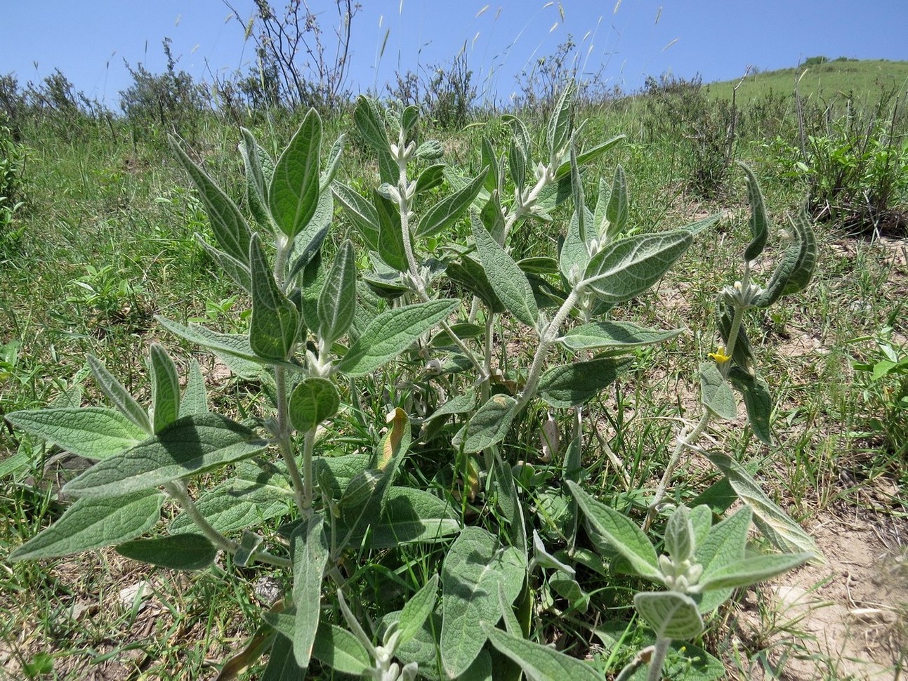 Изображение особи Phlomis bucharica.