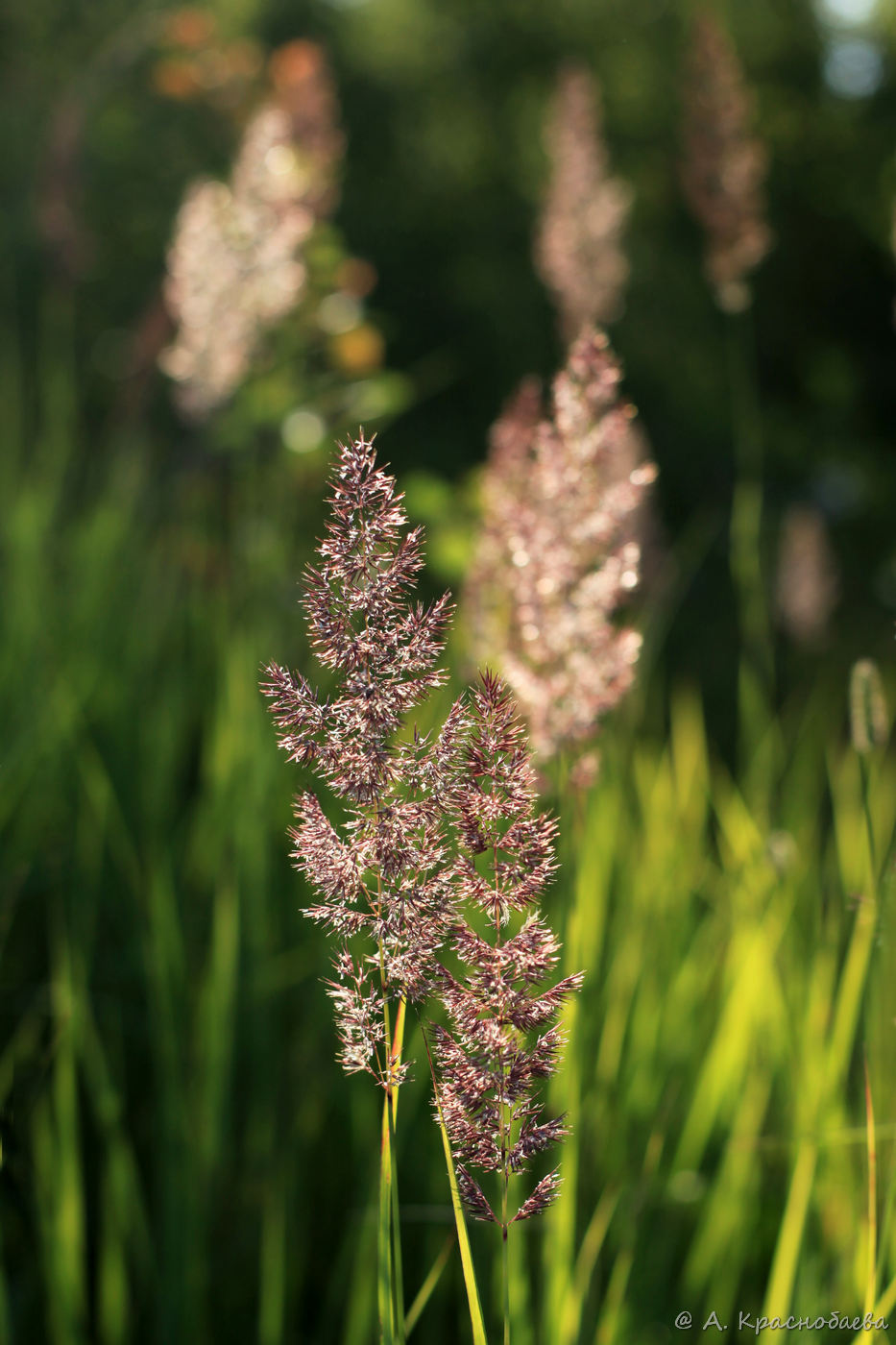 Изображение особи Calamagrostis epigeios.