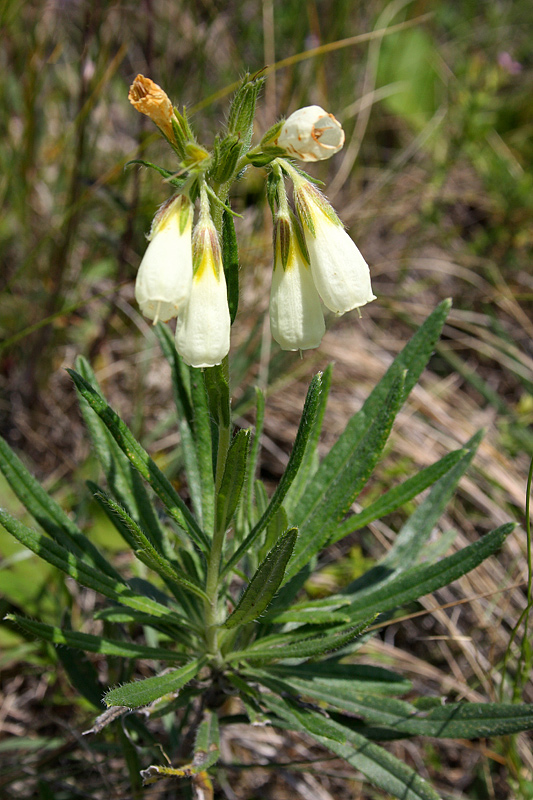 Изображение особи Onosma volgensis.