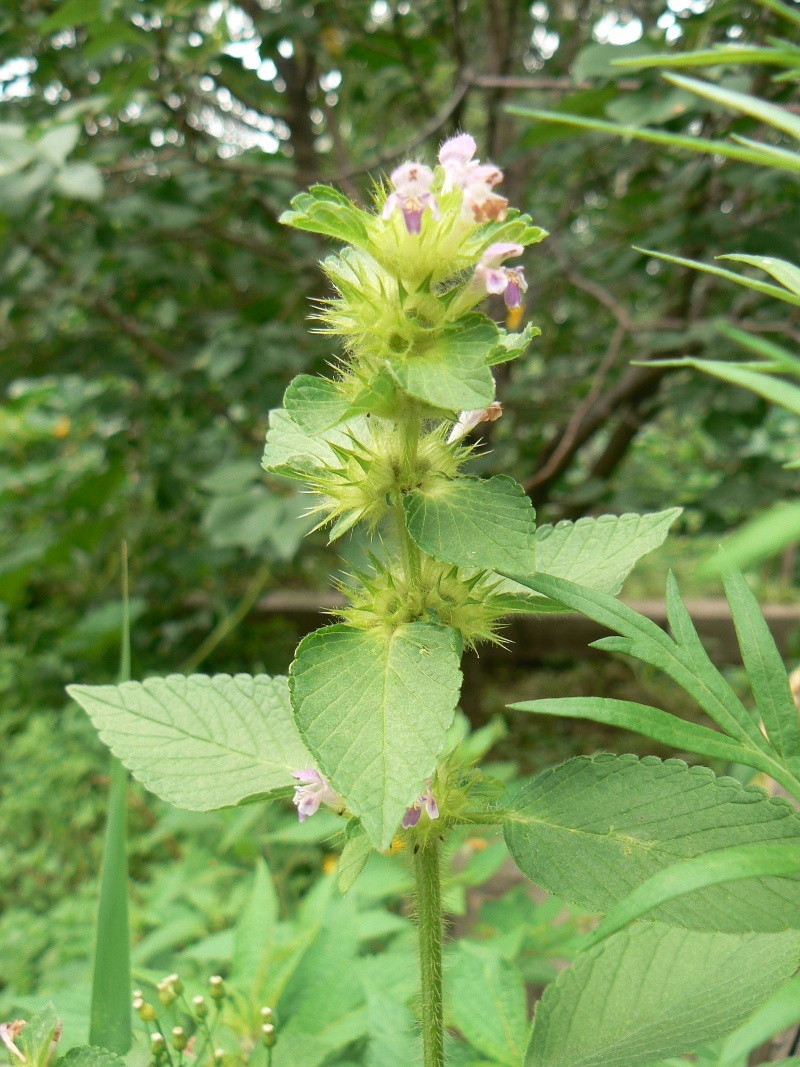 Изображение особи Galeopsis bifida.