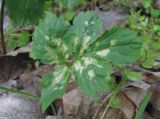 Cardamine quinquefolia