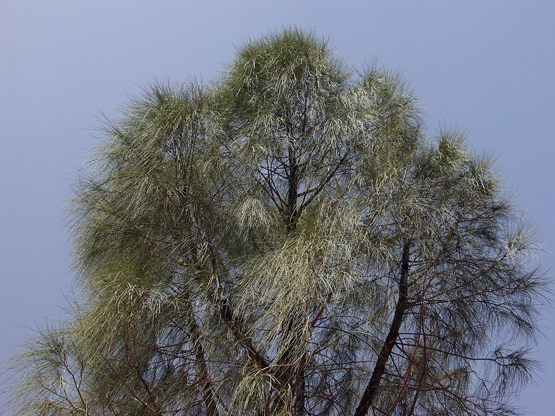 Изображение особи Allocasuarina decaisneana.