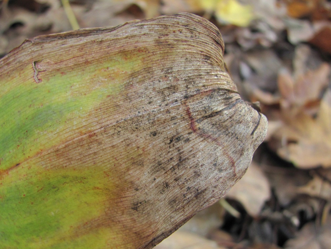 Image of Convallaria majalis specimen.