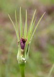 Tragopogon porrifolius ssp. longirostris