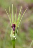 Tragopogon подвид longirostris