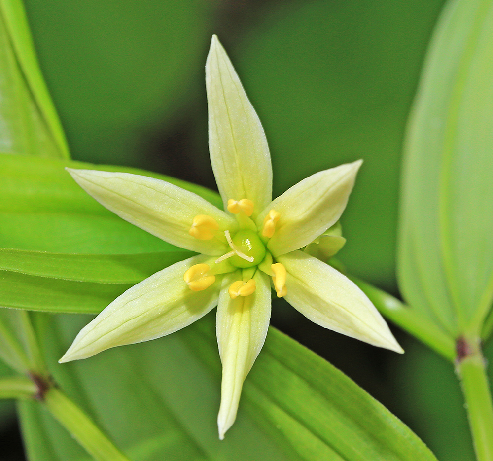 Изображение особи Disporum smilacinum.