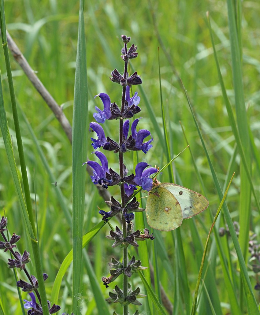 Image of Salvia stepposa specimen.