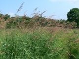 Calamagrostis langsdorffii