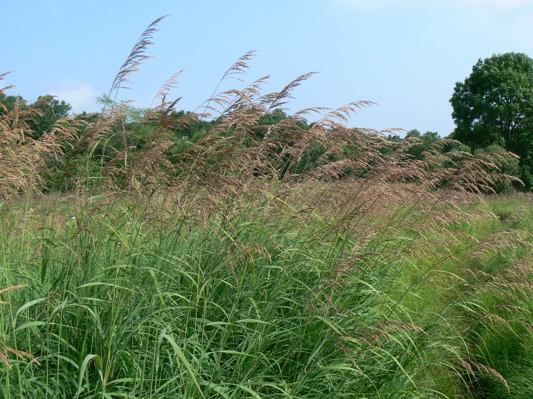 Изображение особи Calamagrostis langsdorffii.