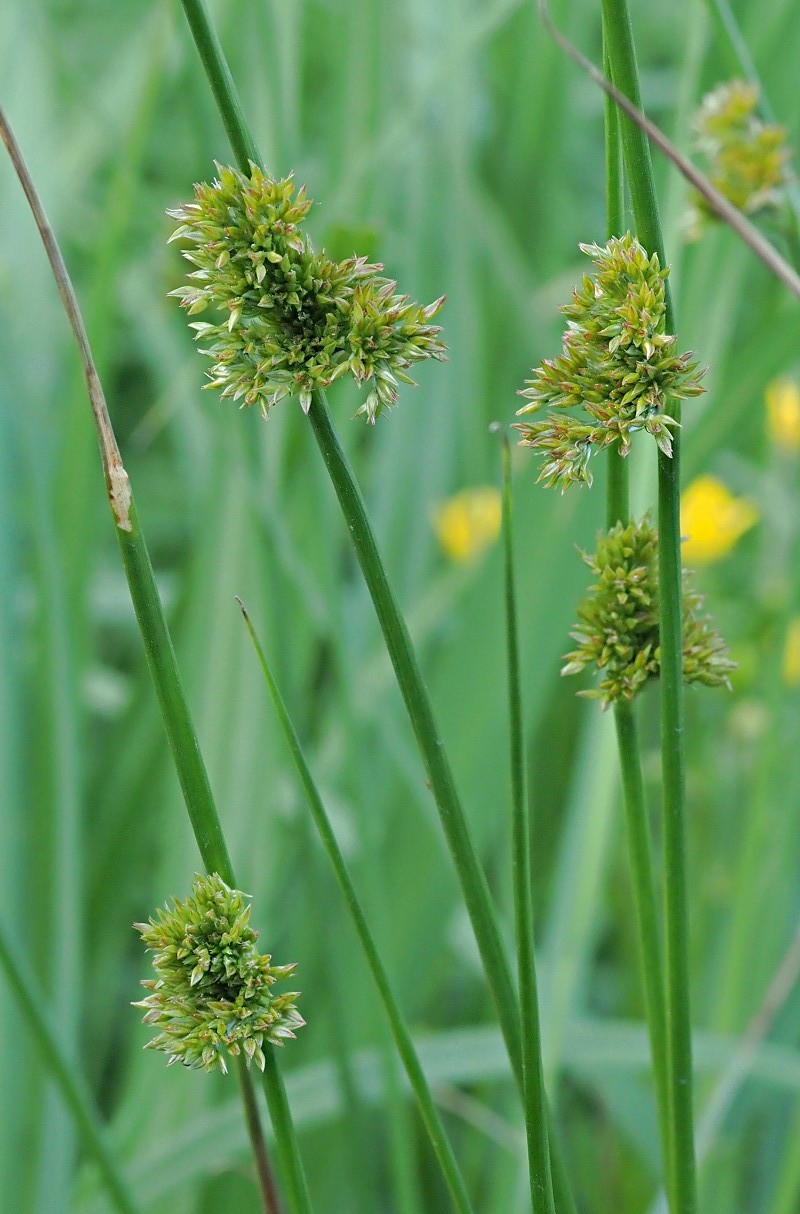 Изображение особи Juncus effusus.