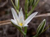 Ornithogalum narbonense