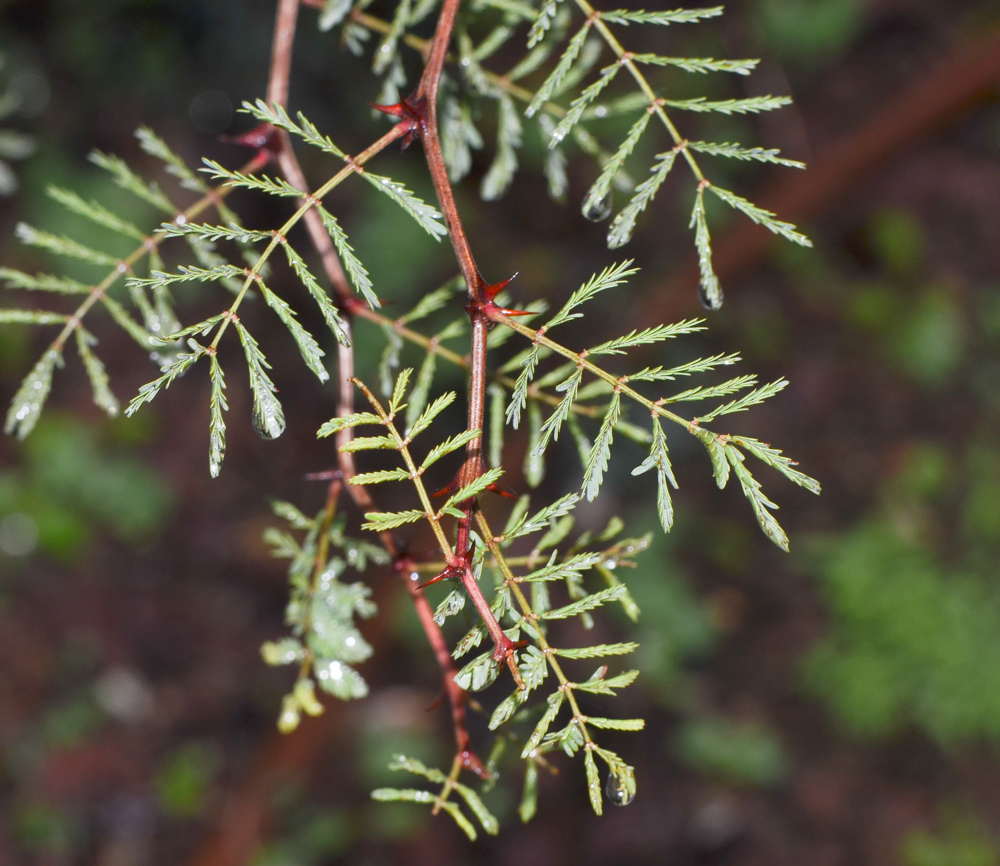 Изображение особи Mimosa aculeaticarpa.