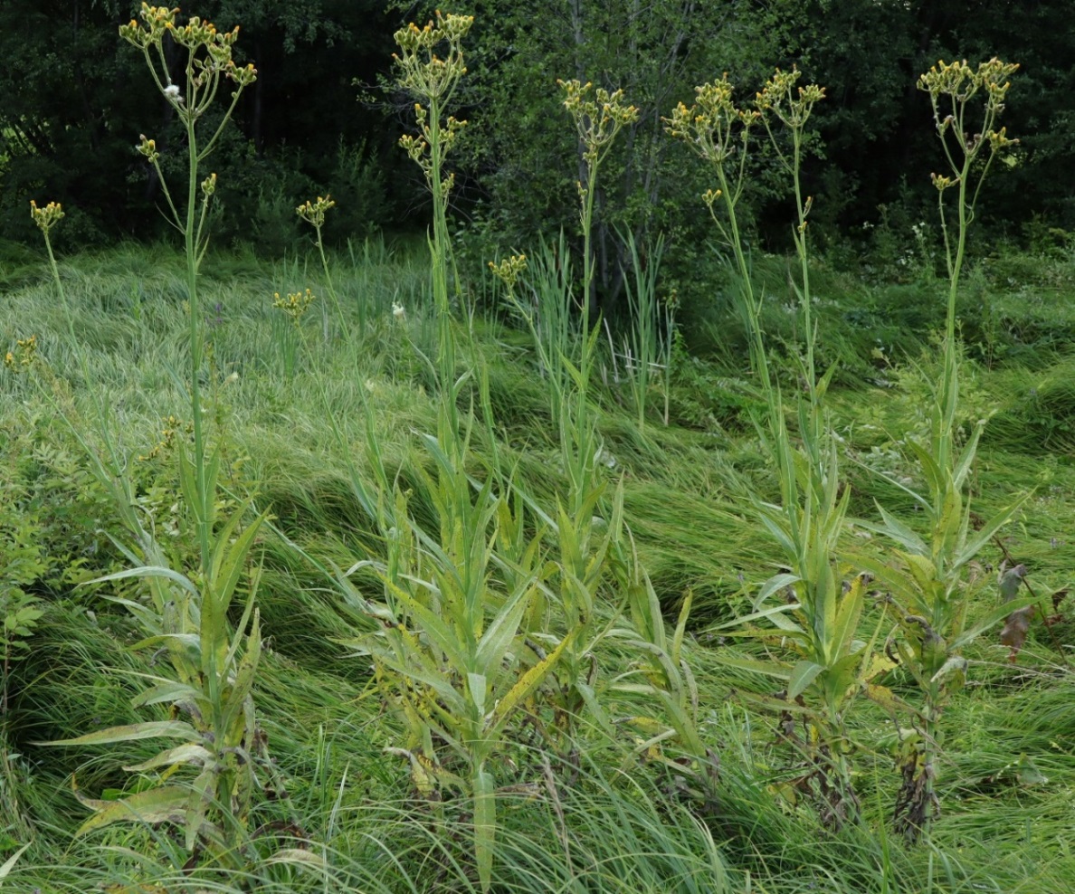 Изображение особи Sonchus palustris.