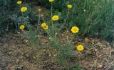 Anthemis tinctoria