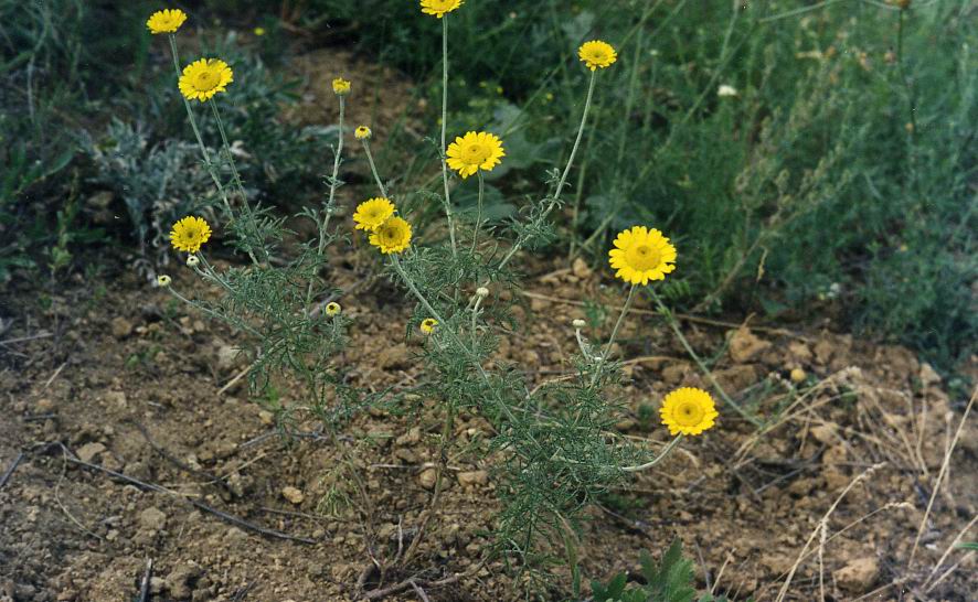 Image of Anthemis tinctoria specimen.