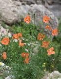 Papaver fugax