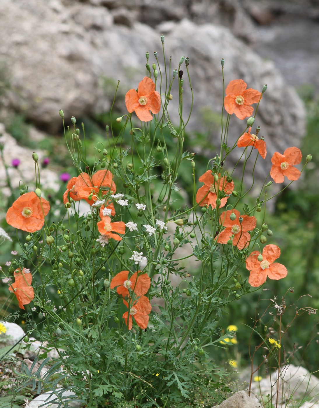 Image of Papaver fugax specimen.