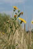Sonchus subspecies uliginosus