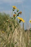 Sonchus подвид uliginosus