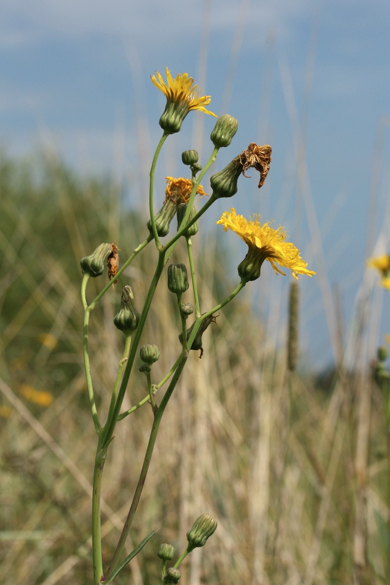 Image of Sonchus arvensis ssp. uliginosus specimen.