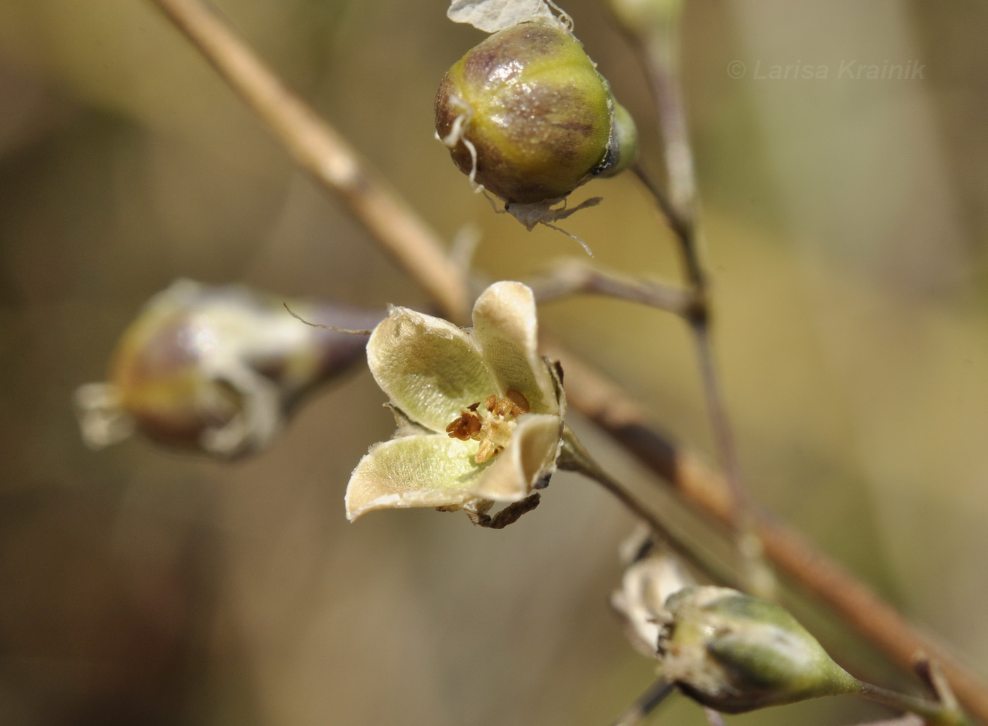 Image of Gypsophila pacifica specimen.