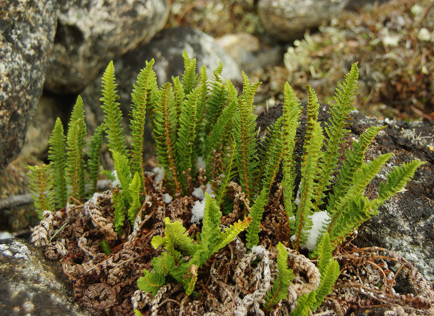 Image of Dryopteris fragrans specimen.