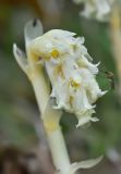 Hypopitys monotropa