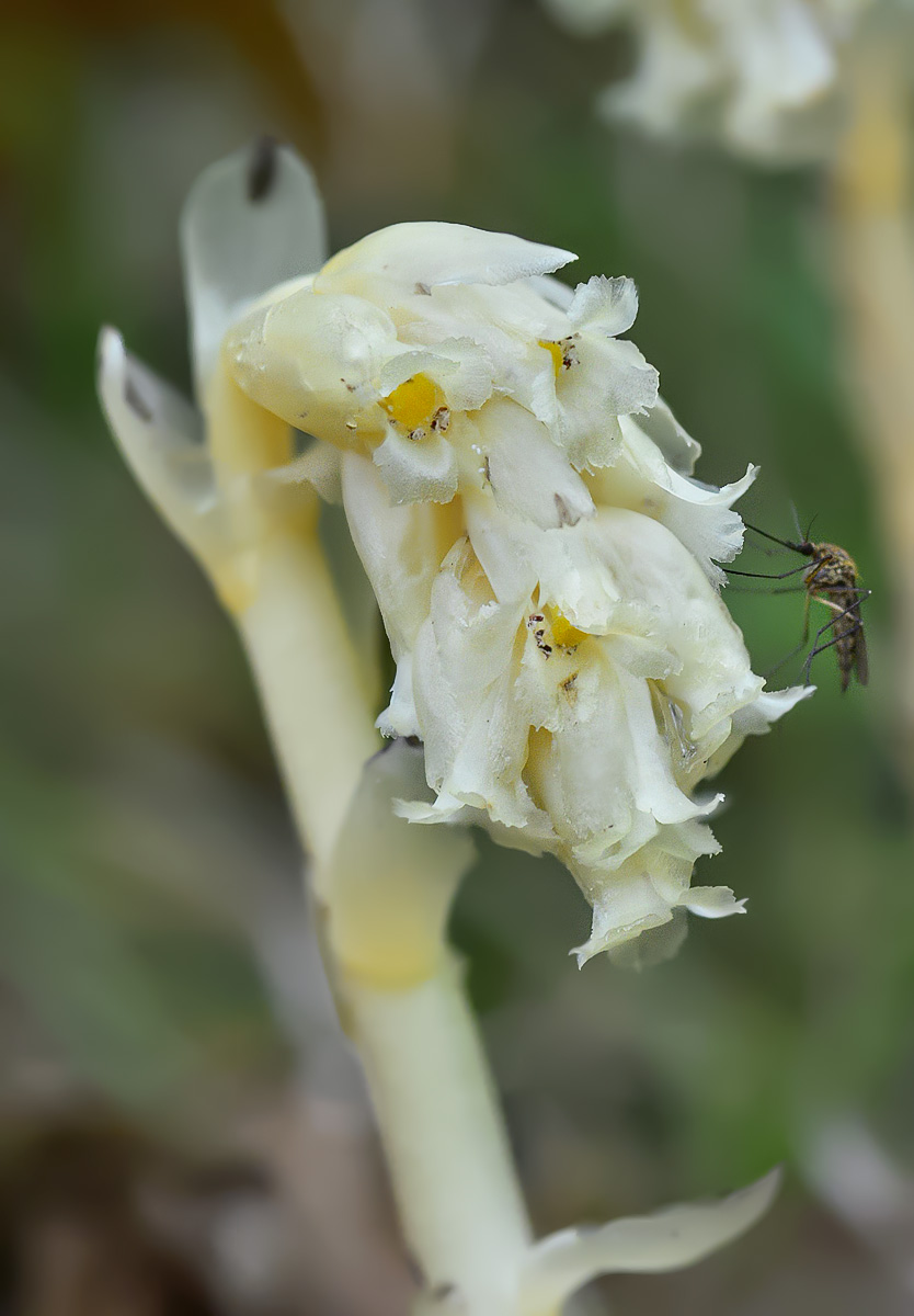 Image of Hypopitys monotropa specimen.