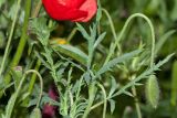 Papaver umbonatum. Верхушка побега с бутоном. Израиль, г. Бат-Ям, на заброшенной клумбе. 13.03.2019.