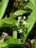 Smilacina trifolia