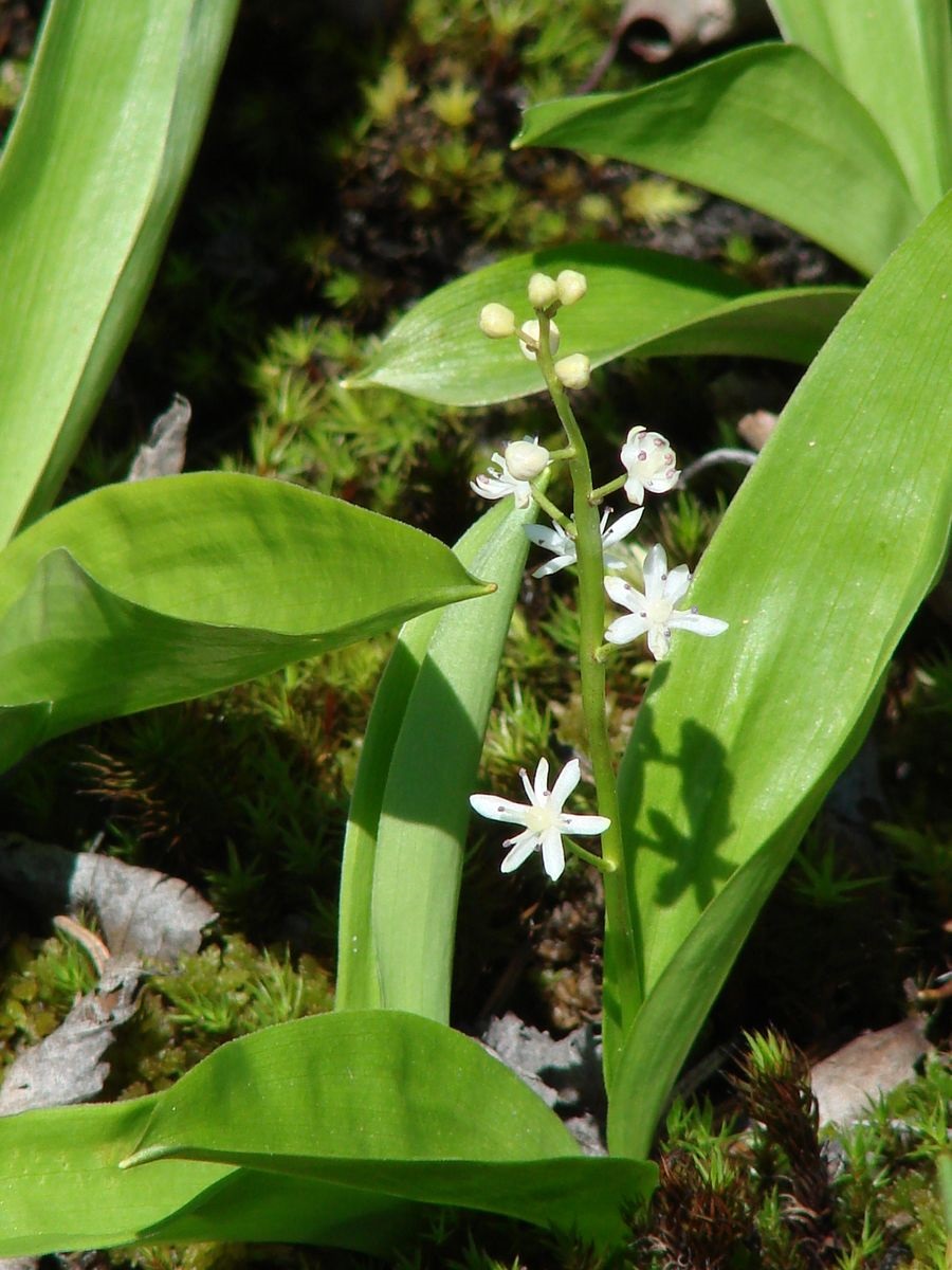 Изображение особи Smilacina trifolia.